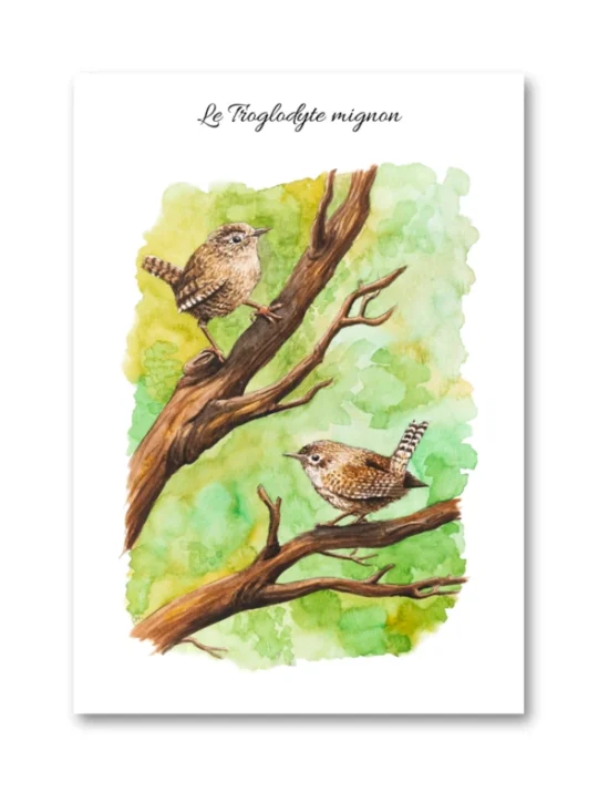 dessin Le Troglodyte mignon en aquarelle