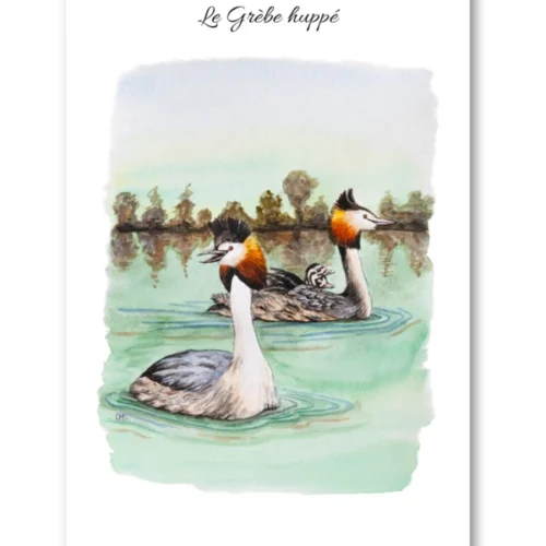 dessin Le Grèbe huppé en aquarelle