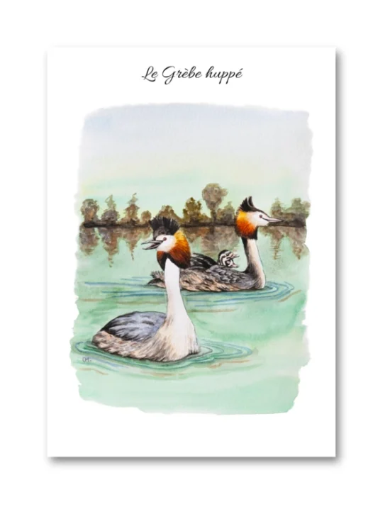 dessin Le Grèbe huppé en aquarelle