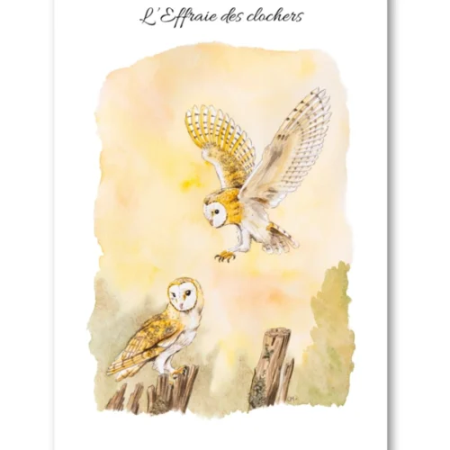 dessin L'Effraie des clochers en aquarelle