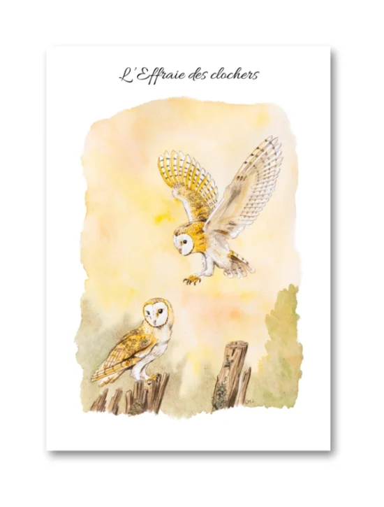 dessin L'Effraie des clochers en aquarelle