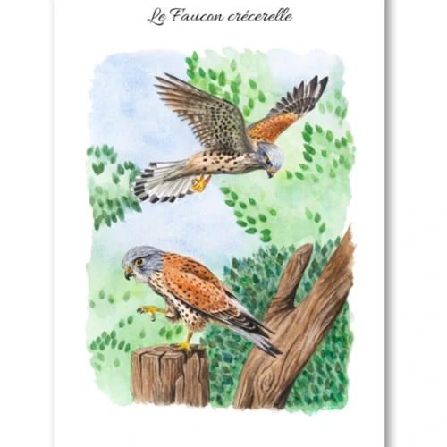 dessin Le Faucon crécerelle en aquarelle