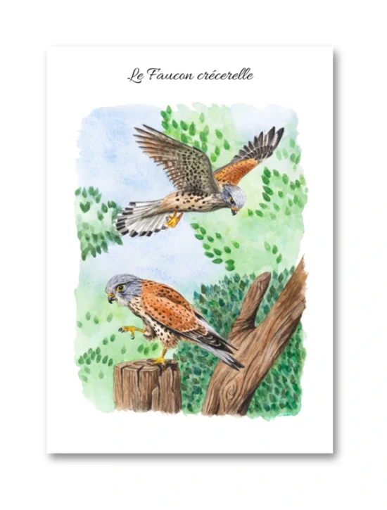 dessin Le Faucon crécerelle en aquarelle