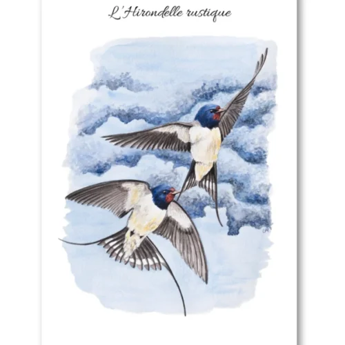 dessin L'Hirondelle rustique en aquarelle