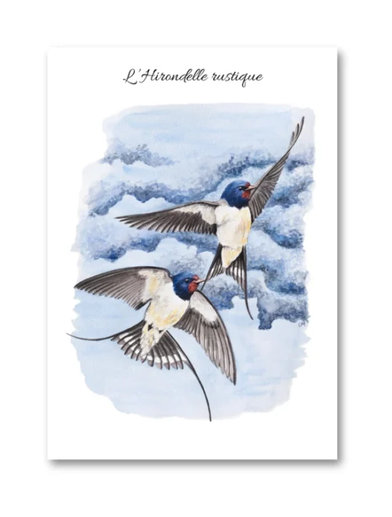 dessin L'Hirondelle rustique en aquarelle