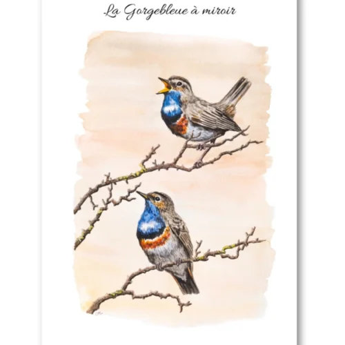 dessin La Gorgebleue à miroir en aquarelle