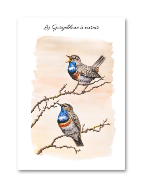 dessin La Gorgebleue à miroir en aquarelle